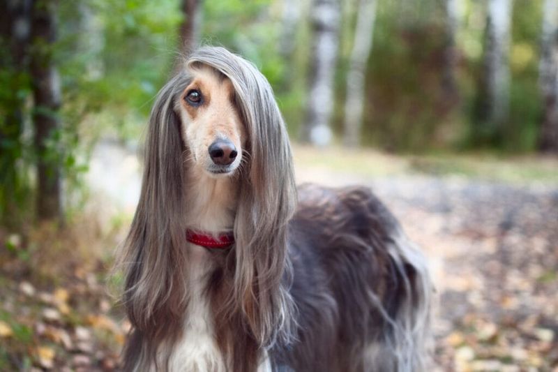 Afghan Hound: Beautiful but High-Maintenance