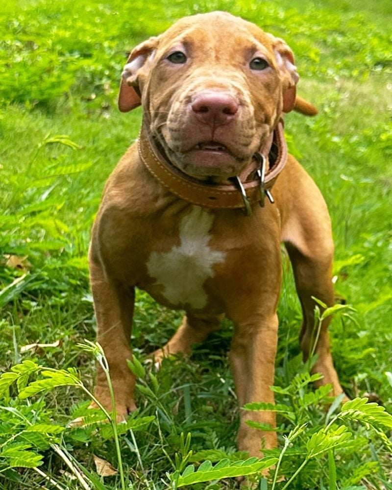 Pitbull Terriers