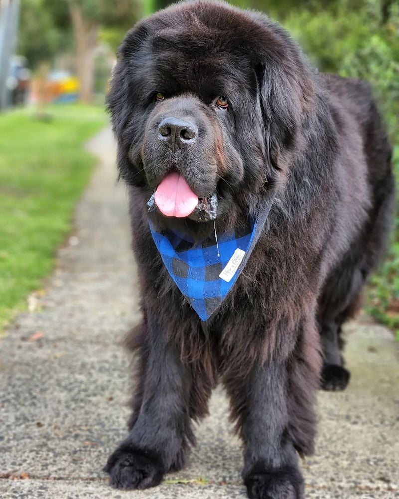 Newfoundlands: Gentle Giants with Nanny Hearts