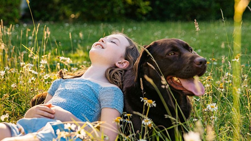Labrador Retriever