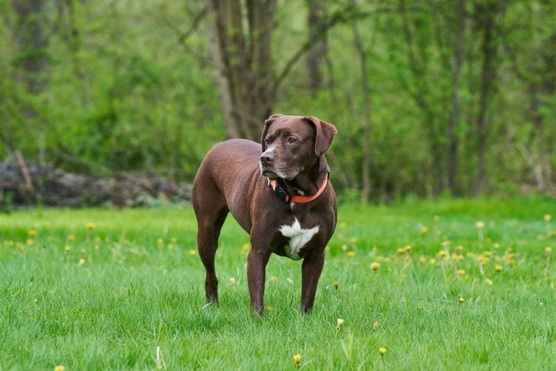 American Pit Bull Terrier