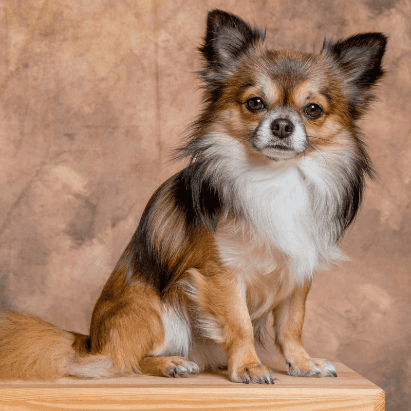 Papillon