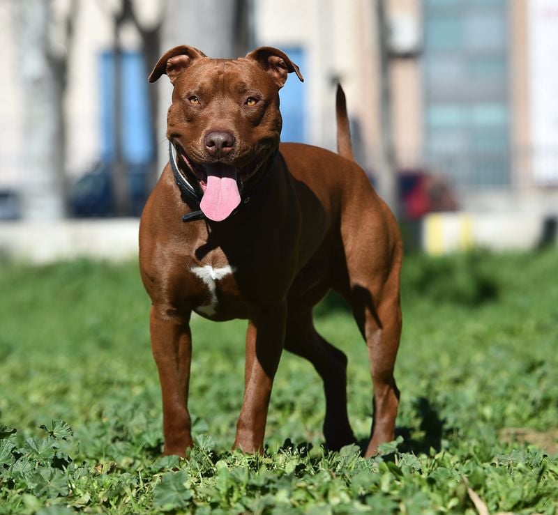 American Pit Bull Terrier: The Misunderstood Mushball