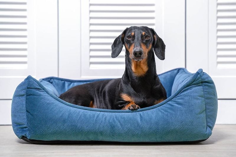 Dachshund: The Stubborn Digger
