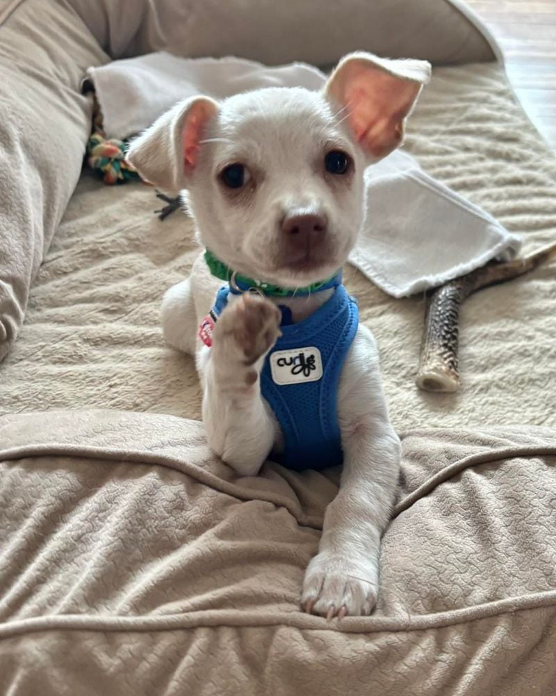 Chihuahua