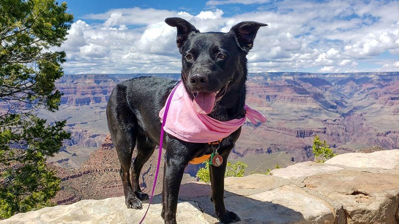 Assuming All Destinations Are Dog-Friendly