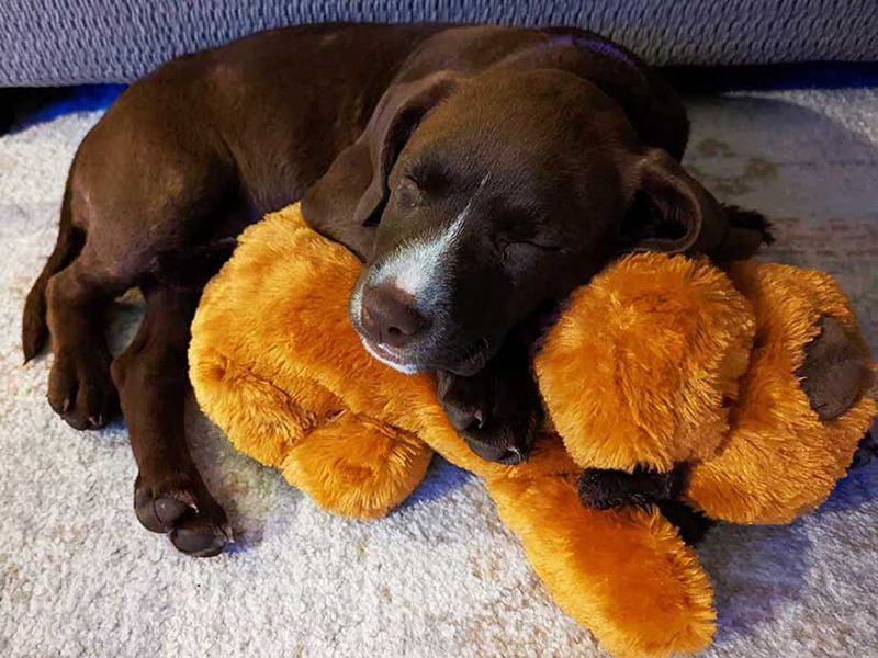 Companion Pet or Stuffed Buddy