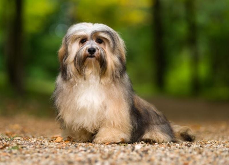 Cuba's Silky-Coated Treasures: Havanese