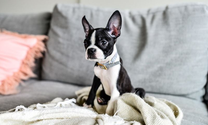 Boston Terrier: The Tuxedo-Wearing Roommate