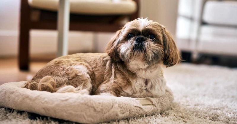 Shih Tzu: The Royal Sulker