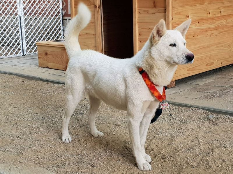 Pungsan Dog (North Korea)