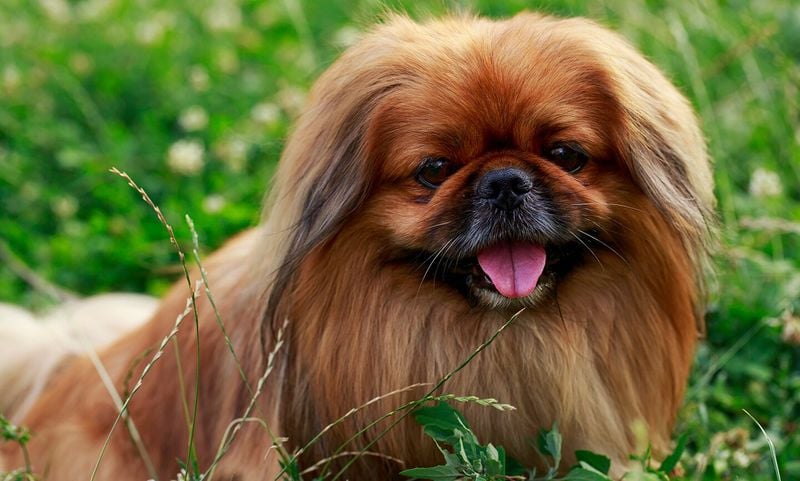 Pekingese: Royal Lions With Attitude