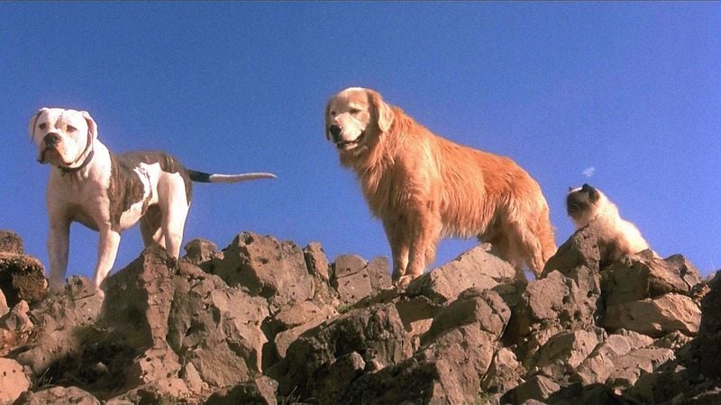 Shadow – Homeward Bound: The Incredible Journey (1993)