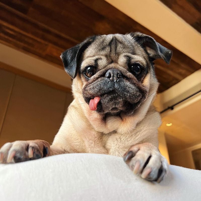 Pug's Facial Crease Concerns