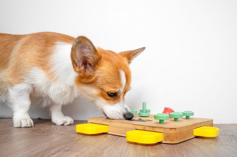 Mental Stimulation Prevents Boredom