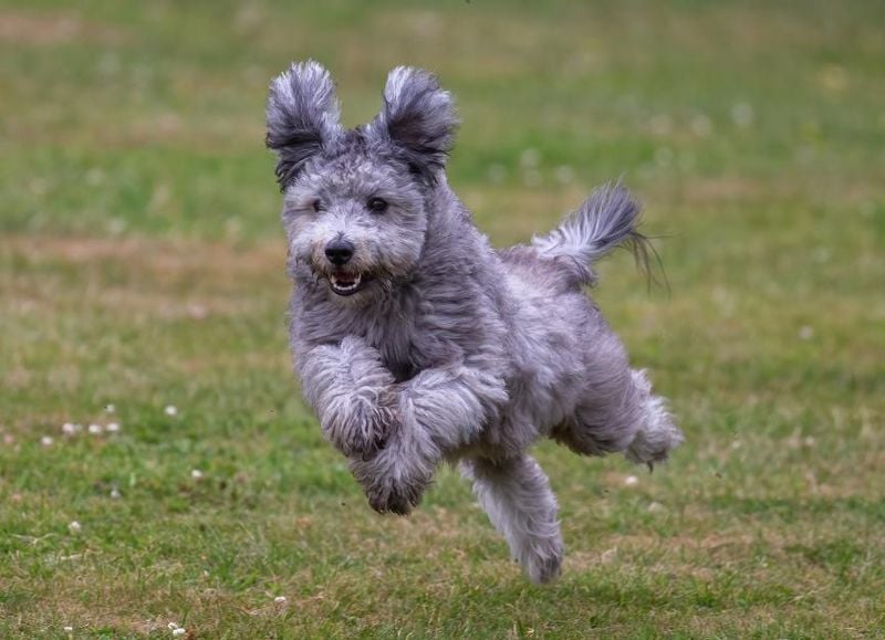 Pumi