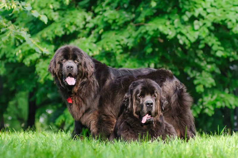 Newfoundland