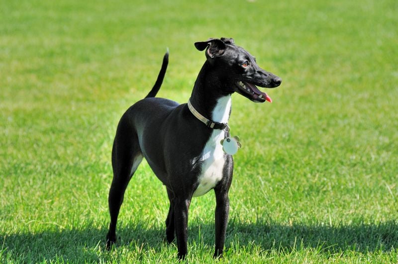 Italian Greyhound: The Sleek Snuggler