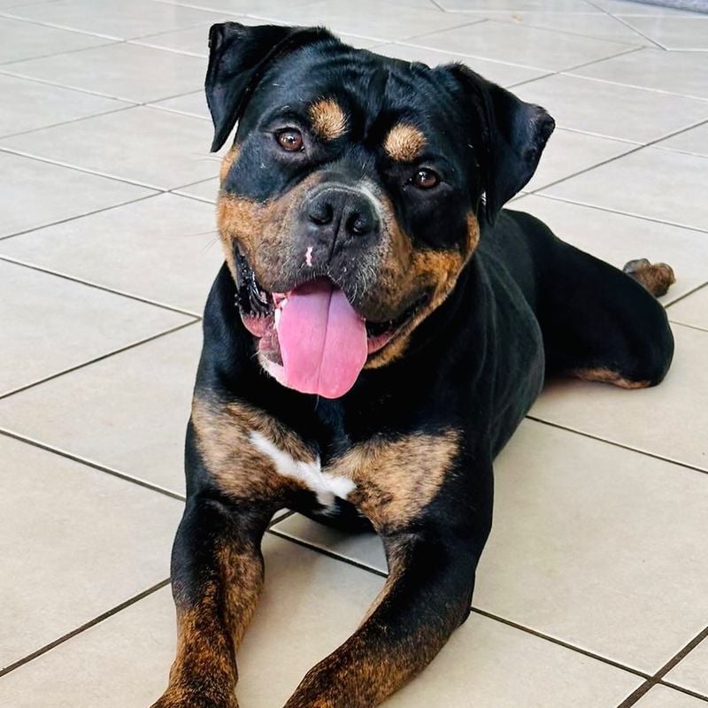 Rottweiler: Gentle Giants With Heart