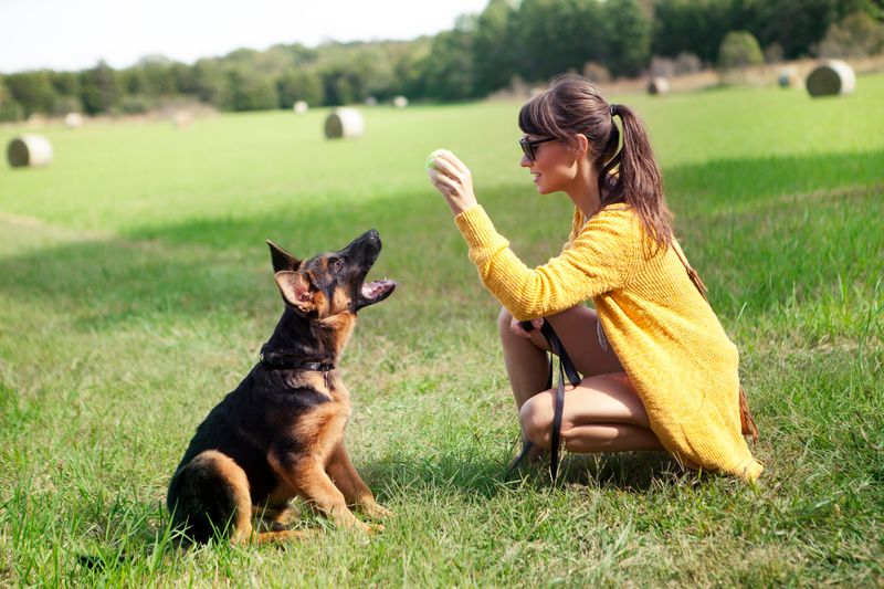 German Shepherd: The Versatile Virtuoso