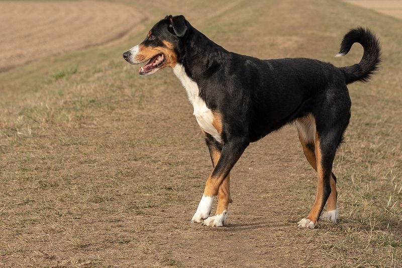 Entlebucher Mountain Dog (African Offshoots)