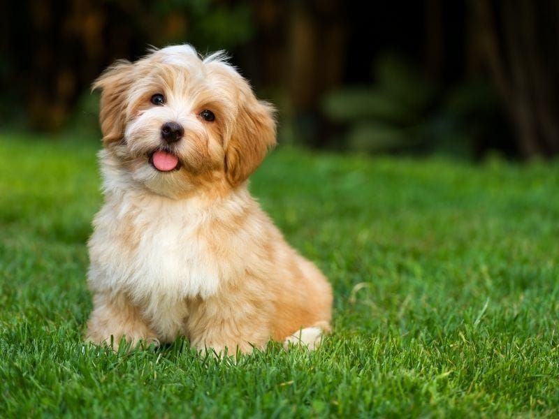 Havanese: The Velcro Companion