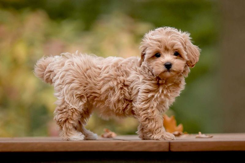 Maltipoo: The Pocket-Sized Charmer
