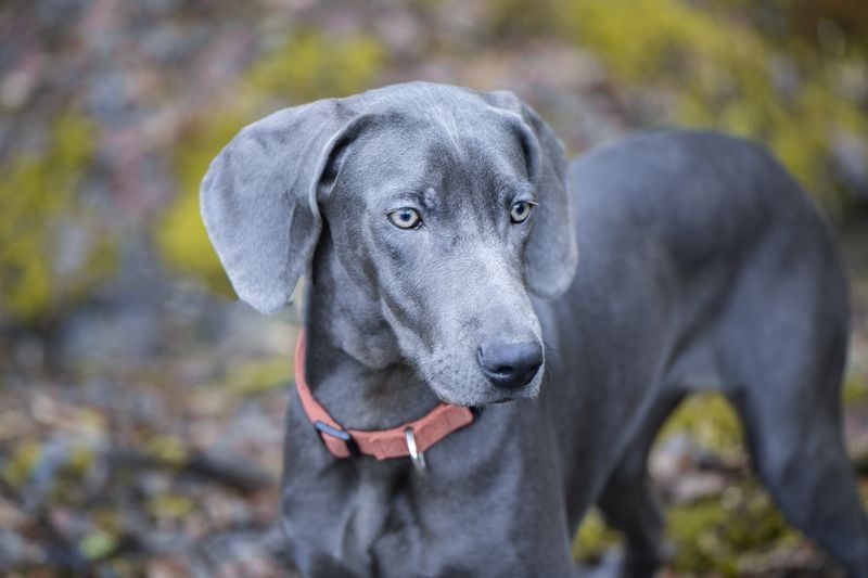 Blue (Steel Gray)