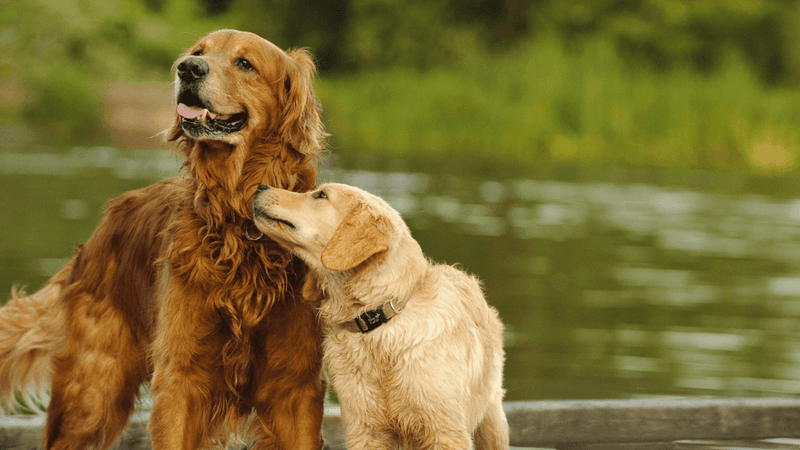 Golden Retriever