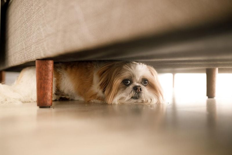 Hiding or Seeking Isolation