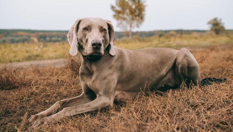 Weimaraner (Short-Haired)