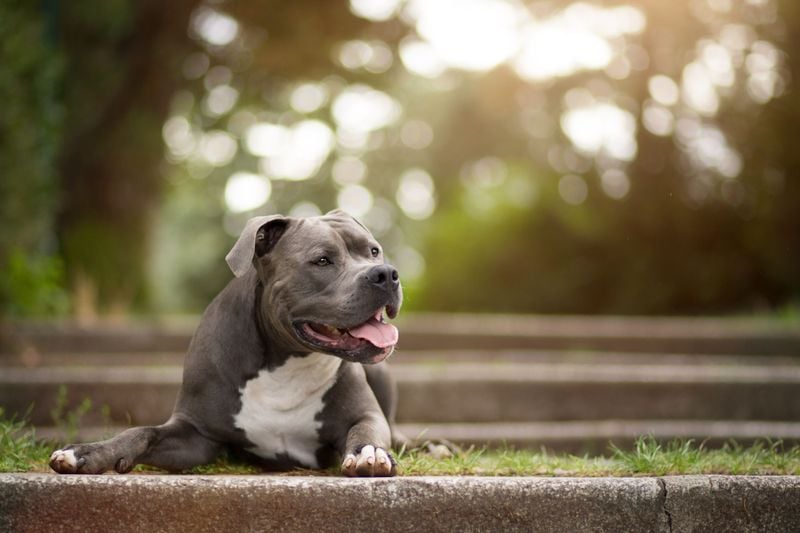 Staffordshire Bull Terrier