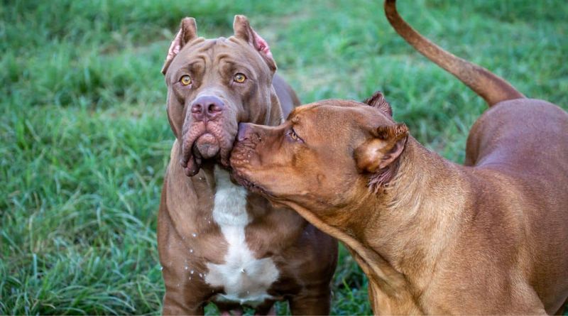 American Pit Bull Terrier