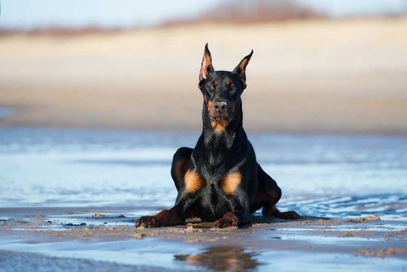 Doberman Pinscher