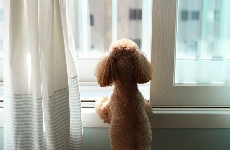Separation Anxiety Goes Both Ways