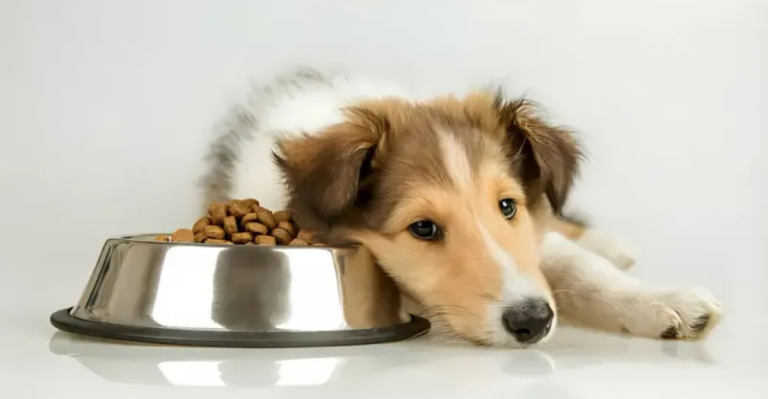 What To Do When Your Dog Won’t Eat: 10 Possible Reasons and How to Help