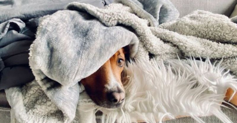 When Your Dog’s Scared, Here’s What They Do to Feel Safe