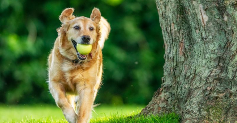 Which Dog Is Right for You? The Ultimate Guide for Families, City Living, and Allergies