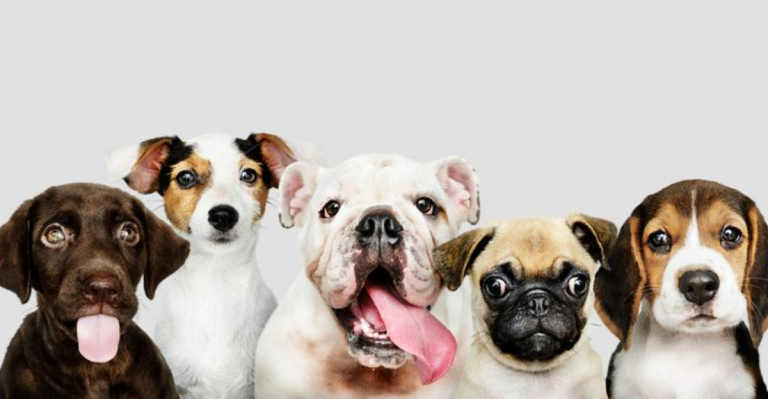 Why Most Dogs Are Actually the Same: Study Reveals Surprising Biological Truth