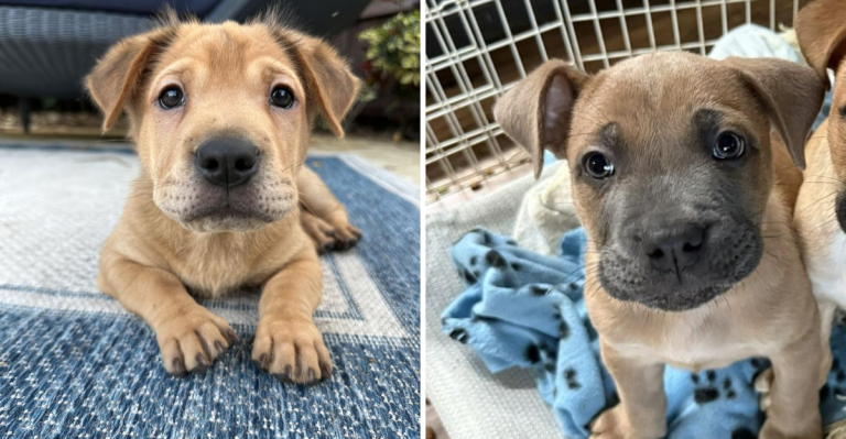 Why These 10 Perfect Puppies Keep Getting Ignored at Shelters