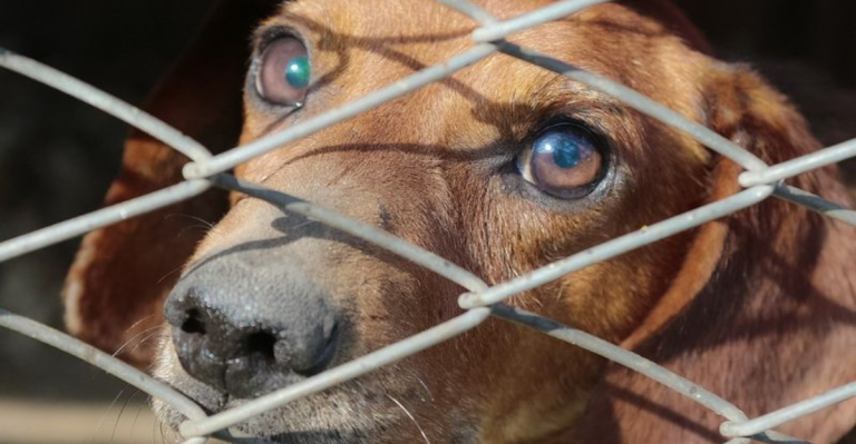 Why These 13 Dog Breeds Often End Up Back at the Shelter