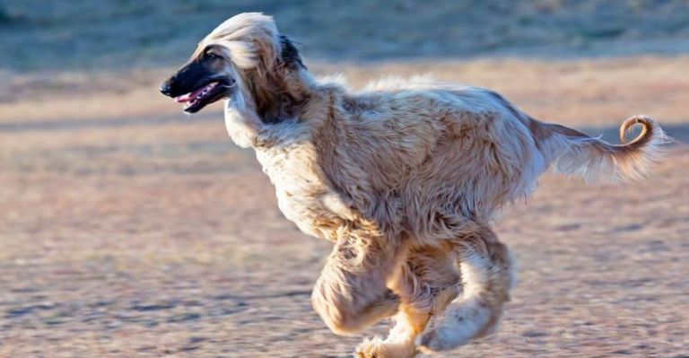 Why These 9 Dog Breeds Should Never Be Trusted Off-Leash