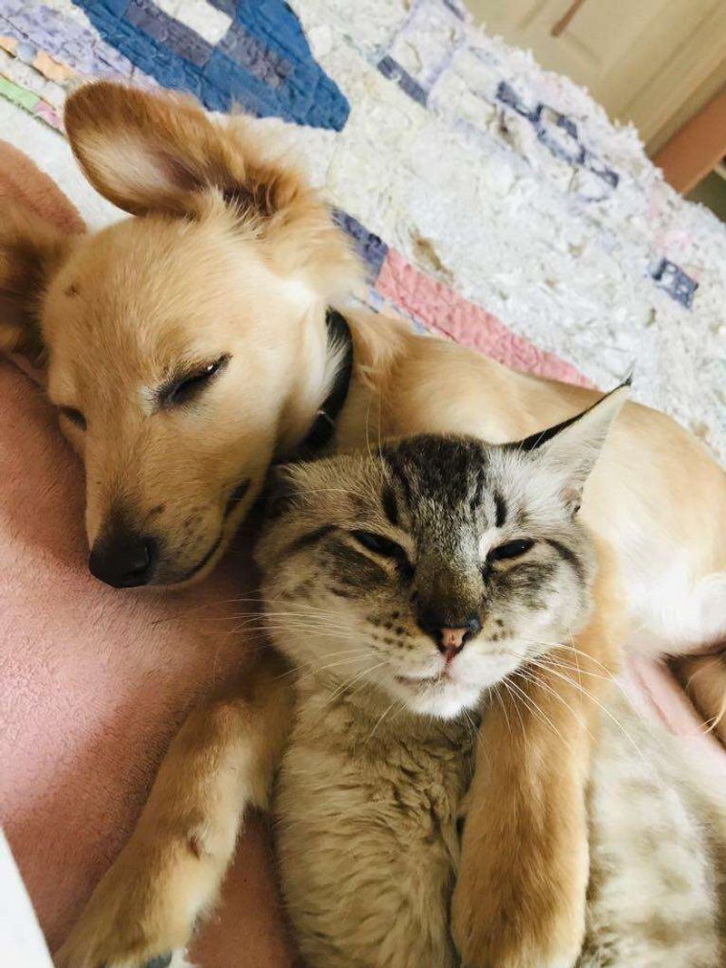 Staying Close to Another Pet