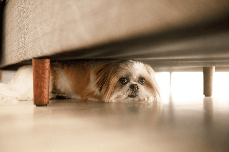 Noise Phobias: Thunder, Fireworks, and Other Scary Sounds