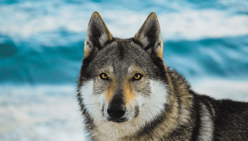 Breeder Selection Requires Extreme Caution
