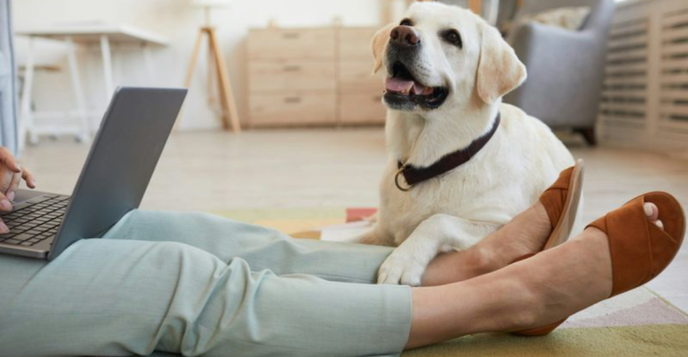 Work-From-Home? These 7 Dog Breeds Were Practically Made for It