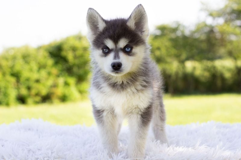 Pomsky