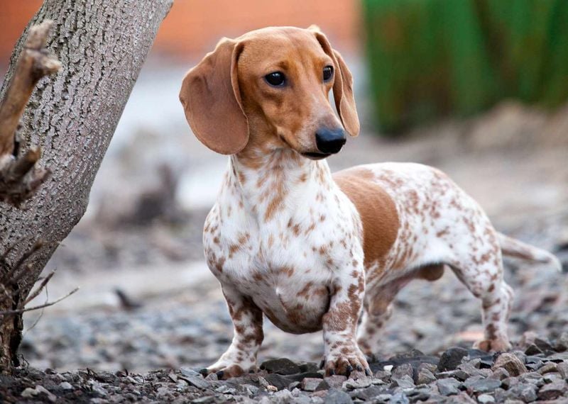 Dachshund: The Stubborn Tunneler with Selective Hearing