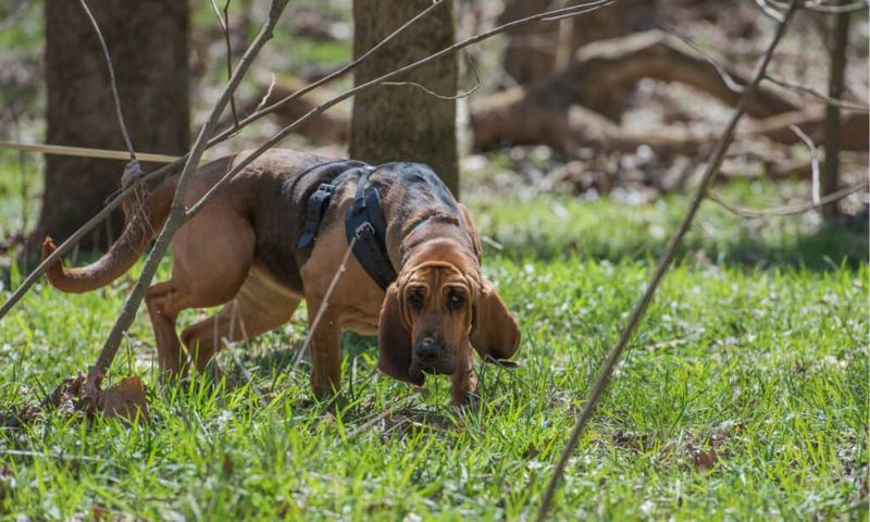 Bloodhound
