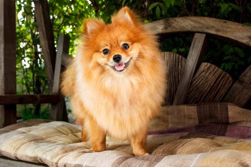Pomeranian: The Fluffy Firecracker